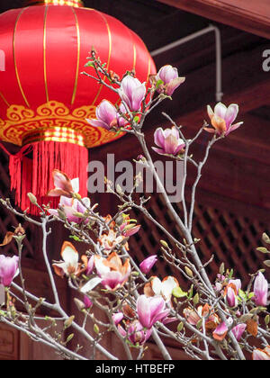 Rosa fiori di magnolia nella parte anteriore di un rosso e oro lanterna cinese nella celebrazione del nuovo anno lunare in Cina Dali. Foto Stock