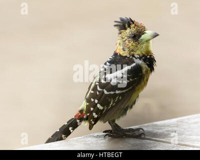 Crested barbet (Trachyphonus vaillantii) sulla parete, Letaba Camp, Kruger NP, Limpopo, Sud Africa Foto Stock