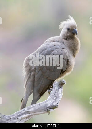 Grigio Go-away-bird (Corythaixoides concolor) seduto sul ramo, Shingwedzi Camp, Kruger NP, Limpopo, Sud Africa Foto Stock