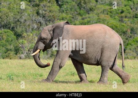 Bush africano Elefante africano (Loxodonta africana), Giovane Maschio a piedi su erba, Addo Elephant National Park, Capo orientale, Sud Africa Foto Stock