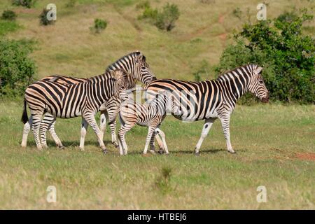 La Burchell zebre (Equus quagga burchellii), adulti e il puledro a piedi nella prateria, Addo Elephant National Park, Capo orientale Foto Stock