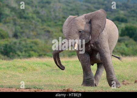 Bush africano Elefante africano (Loxodonta africana), i giovani di sesso maschile, Addo Elephant National Park, Capo orientale, Sud Africa Foto Stock
