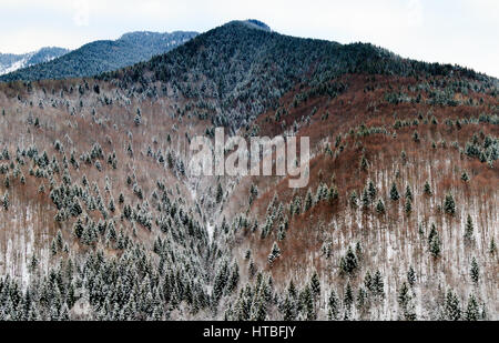 Immagine panoramica del tardo inverno paesaggio forestale Foto Stock