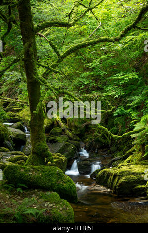 Di seguito Stream Torc cascate, Parco Nazionale di Killarney, nella contea di Kerry, Irlanda Foto Stock