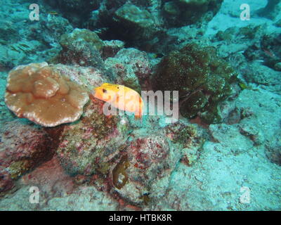 Le faraone pufferfish, fase gialla (Arothron meleagris), Cocos Island Foto Stock