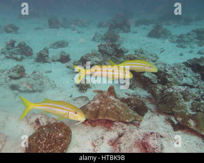 Tre goatfish messicano ( Mulloidichthys dentatus ) , Cocos Island Foto Stock