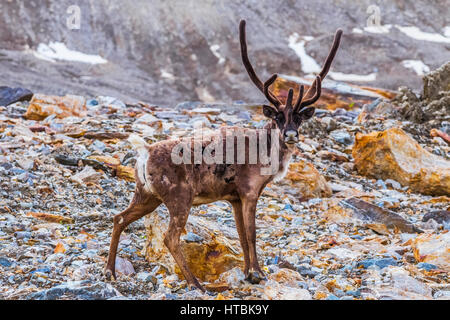 Un toro di Caribou Coffee Company (Rangifer tarandus Caribou Coffee Company) sportivi velvet-coperto palchi a inizio estate sorge su una morena di Castner ghiacciaio in Alaska Range Foto Stock