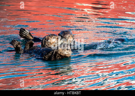 Lontre di mare (Enidra Lutris) insieme in acqua con una riflessione di Una boa rossa da Una barca sulla superficie dell'acqua, Seward Small Boat Harbour, Sou... Foto Stock