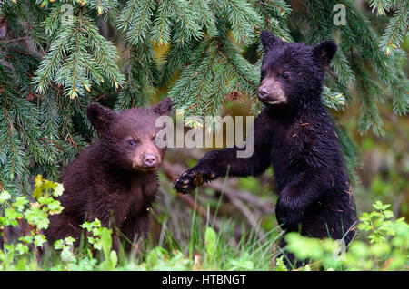 Black Bear cubs (Ursus americanus) a giocare, America del Nord Foto Stock