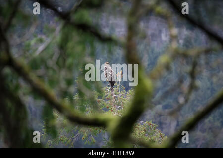 I capretti aquila calva nella foresta lussureggiante ambiente Foto Stock