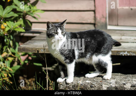 Osservando cat in piedi di fronte a una casa in legno Foto Stock