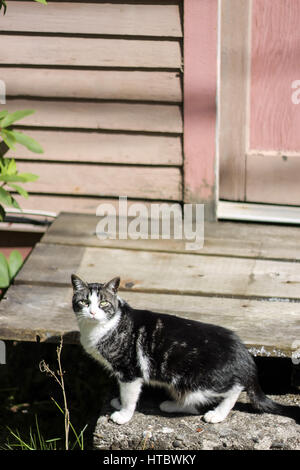 Osservando cat in piedi di fronte a una casa in legno Foto Stock