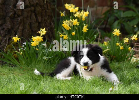 Carino Border Collie cucciolo di cane cani Foto Stock