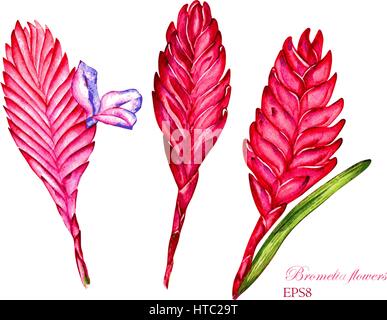 3 fiori di bromelia. Acquerello vettore illustrazione botanica. Isolato su sfondo bianco. Set di tillandsia cyanea per il design. Illustrazione Vettoriale
