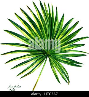 Dipinto a mano vector acquerello palmetto albero. Illustrazione botanica del ventaglio di foglie di palma, isolato su sfondo bianco. Illustrazione Vettoriale