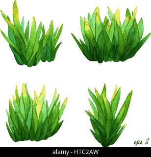 Set di isolato molla verde piante. La germogliazione iridi, stilizzato disegno botanico. Colori vibranti, illustrazione ad acquerello, isolato su bianco. Illustrazione Vettoriale