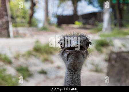 Lo struzzo o comune (struzzo Struthio camelus) è di uno o due specie di grandi flightless uccelli nativi a Africa Foto Stock