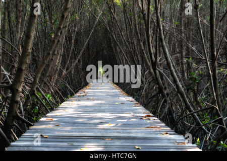 Tunnel di alberi, ponte di legno nella foresta di mangrovie al Porto di Laem Phak Bia, Phetchaburi, Thailandia Foto Stock