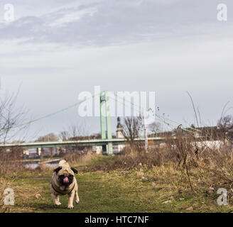 Un cane pug passeggiate alla sua amorevole proprietario a fianco del fiume Reno a Colonia, Germania Foto Stock