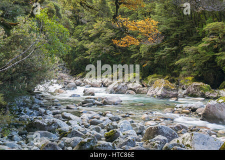 Hollyford Valley, il Parco Nazionale di Fiordland, Southland, Nuova Zelanda. Il fiume di Hollyford fluente attraverso native della foresta di faggio a ovest di Falls Creek. Foto Stock