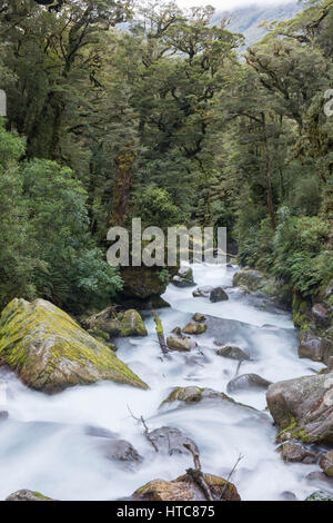 Hollyford Valley, il Parco Nazionale di Fiordland, Southland, Nuova Zelanda. La schiumatura le acque del lago di Marian cade tumbling attraverso native della foresta di faggio. Foto Stock