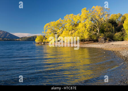 Wanaka, Otago, Nuova Zelanda. Vista sulla tranquilla baia Glendhu, autunno, golden salici riflessa nell'acqua. Foto Stock