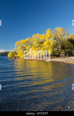 Wanaka, Otago, Nuova Zelanda. Vista sulla tranquilla baia Glendhu, autunno, golden salici riflessa nell'acqua. Foto Stock