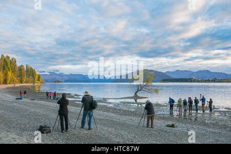 Wanaka, Otago, Nuova Zelanda. Raccolta di scatti di fotografi iconico willow tree sulla riva del Lago Wanaka, la mattina presto. Foto Stock