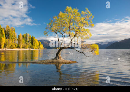 Wanaka, Otago, Nuova Zelanda. Lone willow tree si riflette nelle tranquille acque del Lago Wanaka, l'autunno. Foto Stock