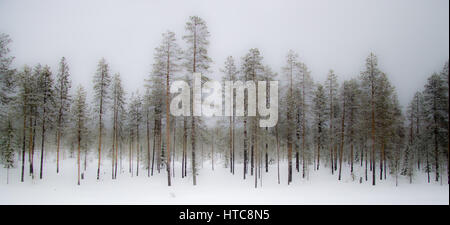 Dark misty settentrionale della foresta di inverno con neve sugli alberi e pavimento Foto Stock