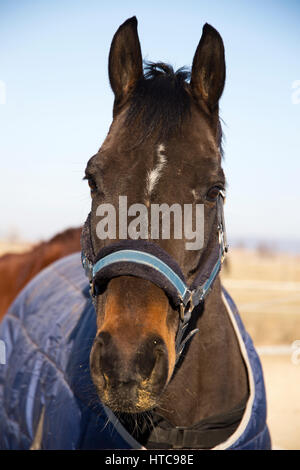 Vista frontale ritratto di una giovane bay stallion colorata inverno Foto Stock