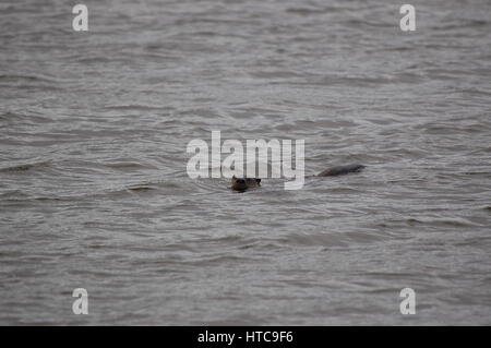 Lontra di fiume giocando in stagni Foto Stock