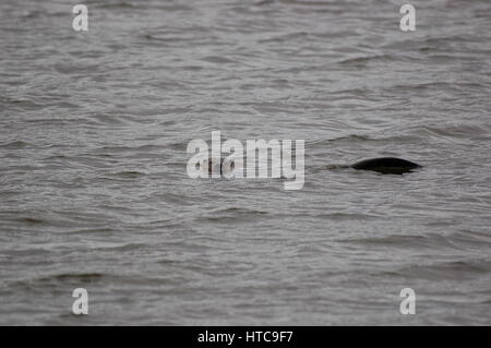 Lontra di fiume giocando in stagni Foto Stock