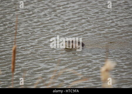 Lontra di fiume giocando in stagni Foto Stock