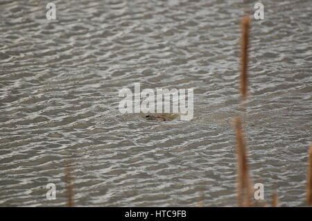 Lontra di fiume giocando in stagni Foto Stock