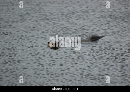 Lontra di fiume giocando in stagni Foto Stock