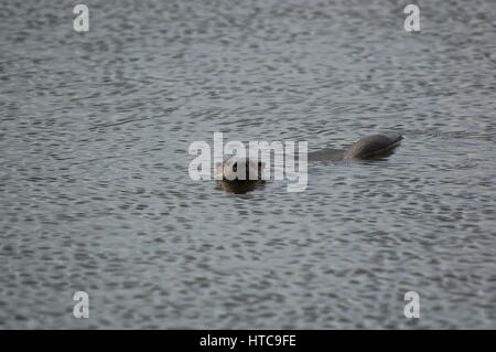 Lontra di fiume giocando in stagni Foto Stock