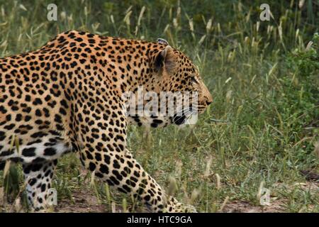 Grande maschio leopard seduto da un albero Sabi Sands Sud Africa Foto Stock