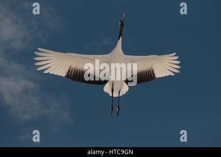 Il volo di rosso-crowned crane Foto Stock