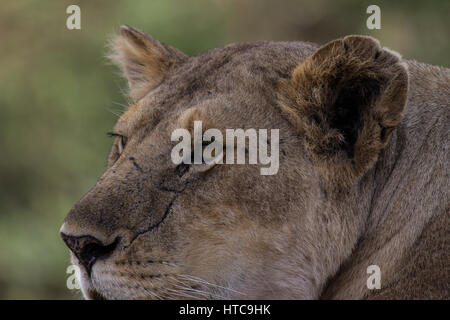 Occhio per occhio con vigile leonessa Foto Stock