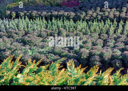 Molti diversi thujas closeup Foto Stock