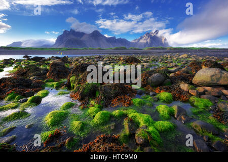 Famose colline di erba vicino Stokksnes montagne, Islanda Foto Stock