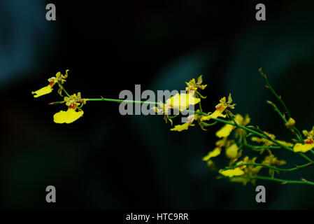 Dancing Lady orchid su sfondo scuro Foto Stock