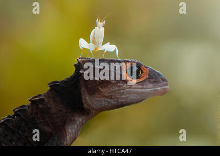 Mantis sulla testa Croc Foto Stock