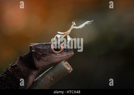 Mantis sulla testa Croc Foto Stock