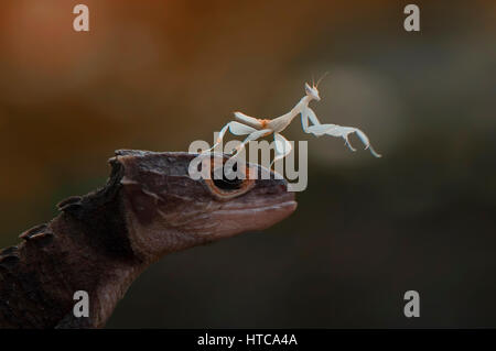 Mantis sulla testa Croc Foto Stock