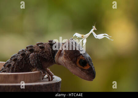 Mantis sulla testa Croc Foto Stock