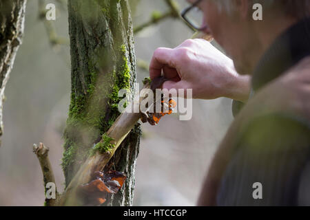 Judasohr-Pilzernte, Pilze sammeln, Pilzkorb, Judasohr, Ohrlappenpilz, Holunderschwamm, Judas-Ohr, Ohrlappen-Pilz, Holunder-Schwamm, Holunderpilz, mu-E Foto Stock