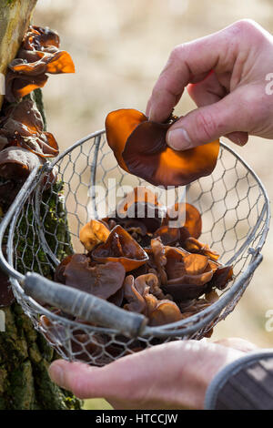 Judasohr-Pilzernte, Pilze sammeln, Pilzkorb, Judasohr, Ohrlappenpilz, Holunderschwamm, Judas-Ohr, Ohrlappen-Pilz, Holunder-Schwamm, Holunderpilz, mu-E Foto Stock