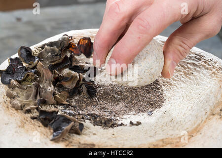 Judasohr, Judasohren getrocknet, getrocknete Pilze werden zermahlen, Pilzpulver, Trockenpilz, Trockenpilze, Dörrpilze, Dörrpilz, Ohrlappenpilz, Holund Foto Stock